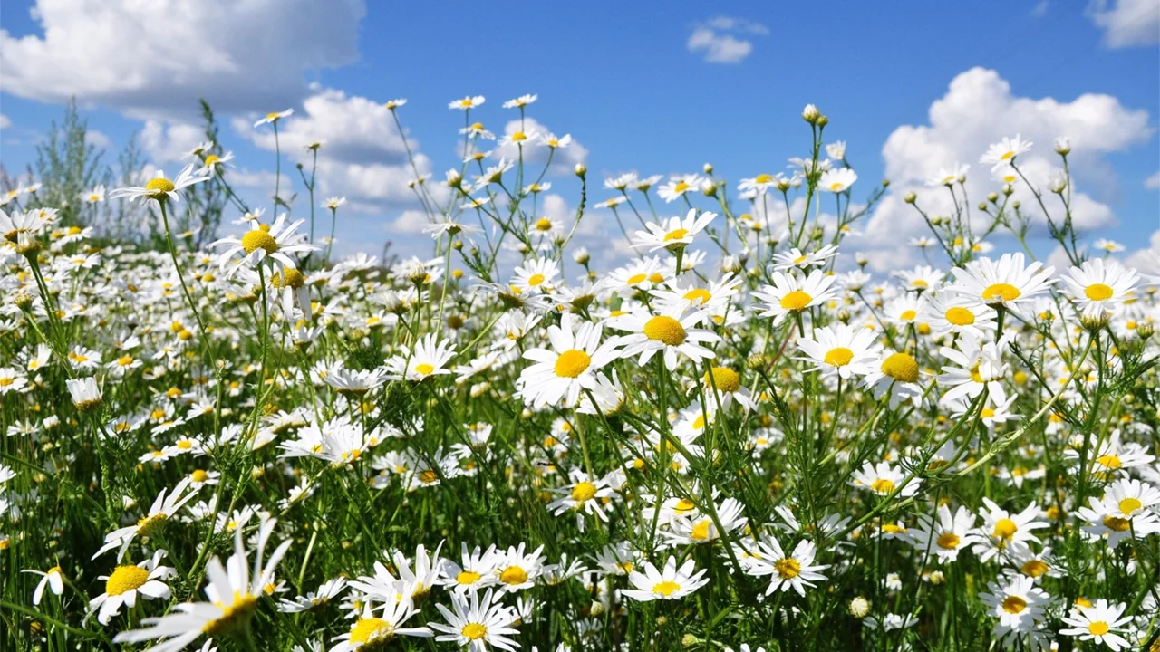 The Miracle of Forgiveness